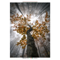 Quadro ALBERO G5328 PINTDECOR