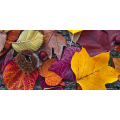 Quadro AUTUNNO G1104 PINTDECOR