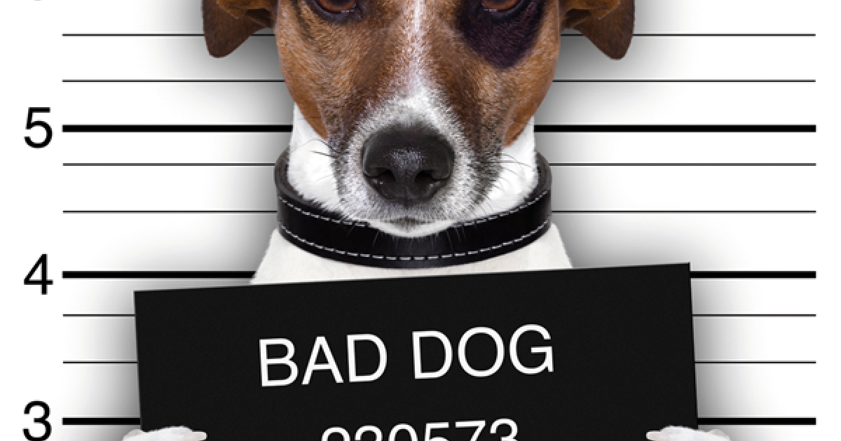 Bad dog
