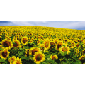 Quadro CAMPO DI GIRASOLI G1122 PINTDECOR