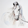 Quadro CAVALLO BIANCO G2006 PINTDECOR