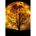 Quadro CHIARO DI LUNA G5786 PINTDECOR