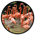 Quadro FLAMINGO GT6542 PINTDECOR