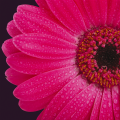 Quadro GERBERA G1110 PINTDECOR