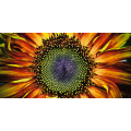 Quadro GIRASOLE G1126 PINTDECOR