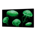 Quadro LUMINOSO MEDUSE FLUO GL3498 PINTDECOR