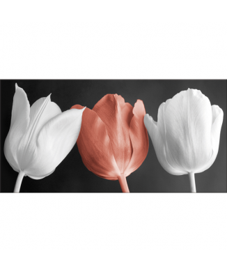 Quadro TULIPES G2520 PINTDECOR