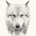 Quadro WHITE WOLF G3322 PINTDECOR