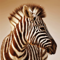 Quadro ZEBRA G2024 PINTDECOR